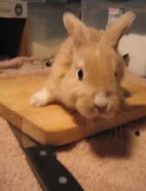 Toby On A Cutting Board: a viral situation the internet