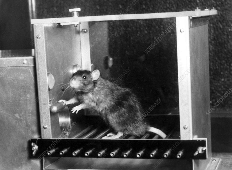 Rat in a Skinner box